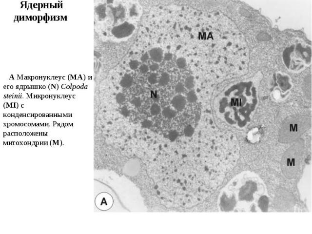A Макронуклеус (MA) и его ядрышко (N) Colpoda steinii. Микронуклеус (MI) с конденсированными хромосомами. Рядом расположены митохондрии (M). Ядерный диморфизм