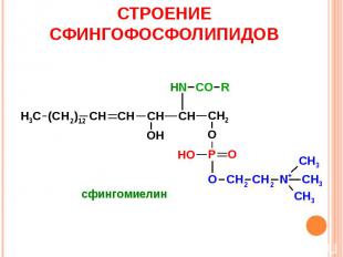 СТРОЕНИЕ СФИНГОФОСФОЛИПИДОВ