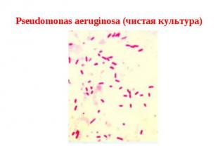 Pseudomonas aeruginosa (чистая культура)