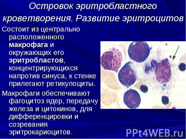Островок эритробластного кроветворения. Развитие эритроцитов Состоит из центрально расположенного макрофага и окружающих его эритробластов, концентрирующихся напротив синуса, к стенке прилегают ретикулоциты. Макрофаги обеспечивают фагоцитоз ядер, пе…
