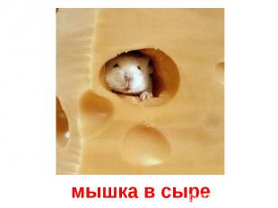 мышка в сыре
