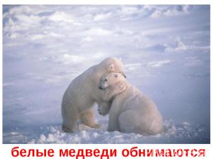 белые медведи обнимаются
