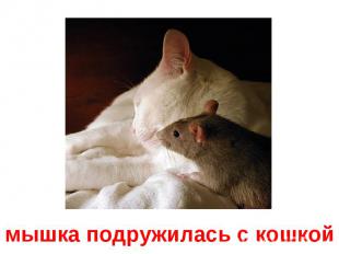 мышка подружилась с кошкой