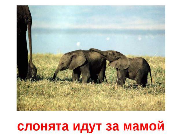 слонята идут за мамой