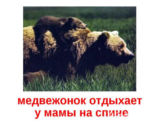 медвежонок отдыхает у мамы на спине