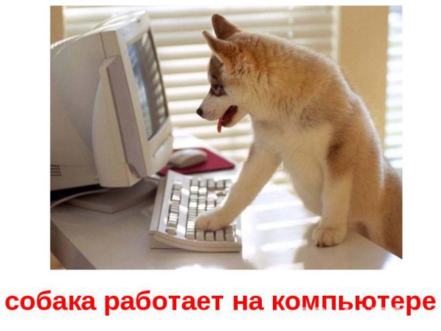 собака работает на компьютере