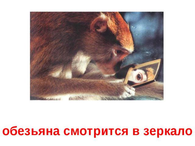 обезьяна смотрится в зеркало