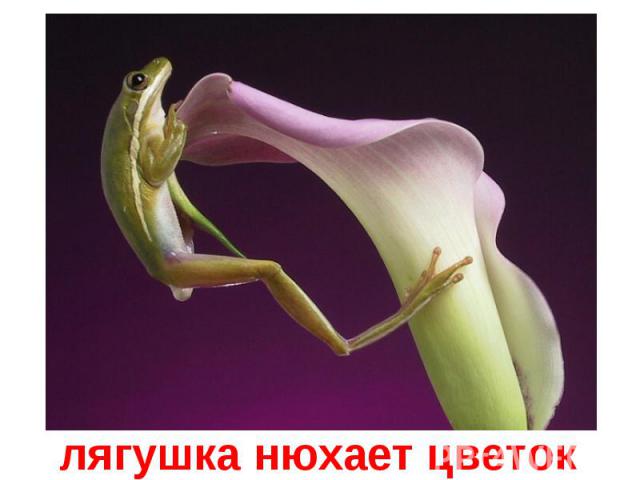 лягушка нюхает цветок