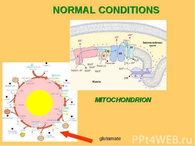 glutamate NORMAL CONDITIONS MITOCHONDRION