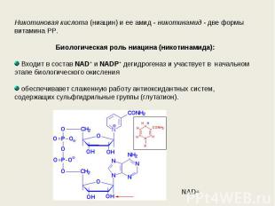 Никотиновая кислота (ниацин) и ее амид - никотинамид - две формы витамина РР. Би