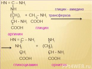 HN = C – NH2 NH глицин - амидино (CH2)3 + CH2 – NH2 трансфераза CH - NH2 COOH CO