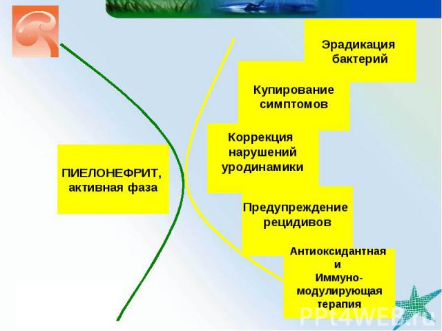 Купирование симптомов Эрадикация бактерий Предупреждение рецидивов ПИЕЛОНЕФРИТ, активная фаза Коррекция нарушений уродинамики Антиоксидантная и Иммуно- модулирующая терапия