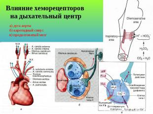 Влияние хеморецепторов на дыхательный центр а) дуга аорты б) каротидный синус в)