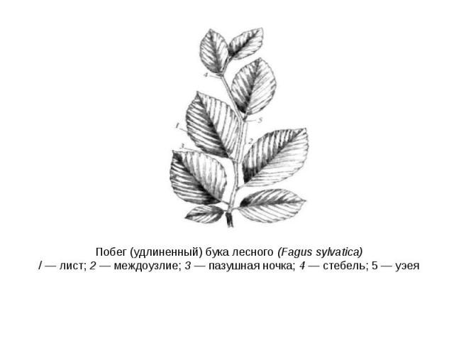 Побег (удлиненный) бука лесного (Fagus sylvatica) / — лист; 2 — междоузлие; 3 — пазушная ночка; 4 — стебель; 5 — уэея