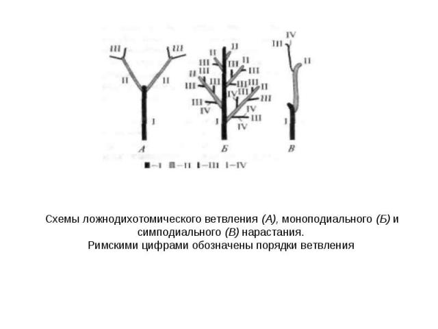 Схемы ложнодихотомического ветвления (А), моноподиального (Б) и симподиального (В) нарастания. Римскими цифрами обозначены порядки ветвления