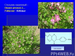 * Стальник пашенный - Ononis arvensis L. , Fabaceae - бобовые ононин