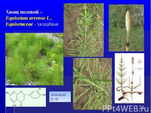 * Хвощ полевой – Equisetum arvense L., Equisetaceae - хвощёвые апигенин R=H