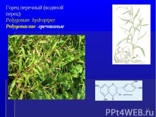 Горец перечный (водяной перец) Polygonum hydropiper Polygonaceae -гречишные *