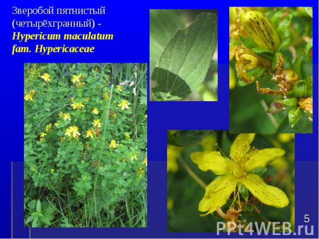 Зверобой пятнистый (четырёхгранный) - Hypericum maculatum fam. Hypericaceae *