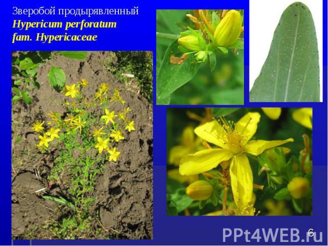 Зверобой продырявленный Hypericum perforatum fam. Hypericaceae *