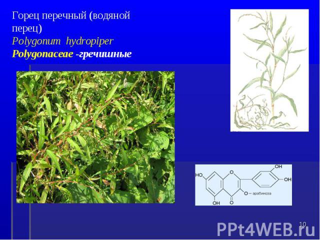 Горец перечный (водяной перец) Polygonum hydropiper Polygonaceae -гречишные *