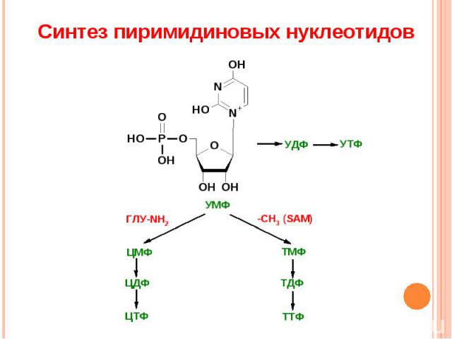 Синтез пиримидиновых нуклеотидов
