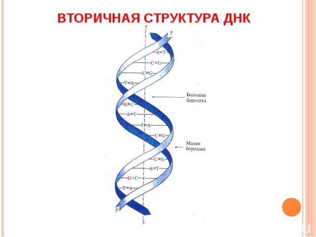 ВТОРИЧНАЯ СТРУКТУРА ДНК
