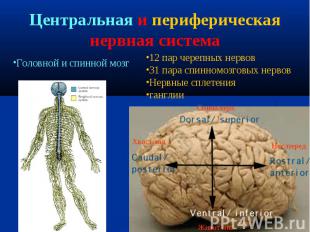 12 пар черепных нервов 31 пара спинномозговых нервов Нервные сплетения ганглии С