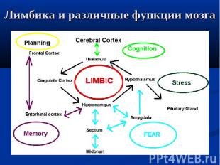Лимбика и различные функции мозга