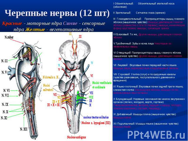 I Обонятельный: Обонятельный эпителий носа (обоняние) II Зрительный: Сетчатка глаза (зрение) III Глазодвигательный: Проприоцепторы мышц глазного яблока (мышечное чувство) Мышцы, двигающие глазное яблоко (совместно с IV и VI парами); мышцы, изменяющи…