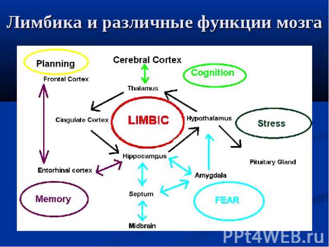 Лимбика и различные функции мозга