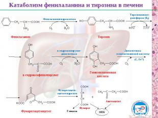 Фенилаланин Тирозин n-гидроксифенилпируват Гомогентизиновая кислота Фумарилацето