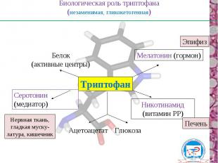 Биологическая роль триптофана (незаменимая, гликокетогенная) Триптофан Серотонин
