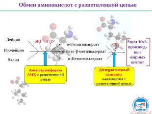 β-окис- ление Врожденные нарушения разветвленных аминокислот «Моча с запахом кле