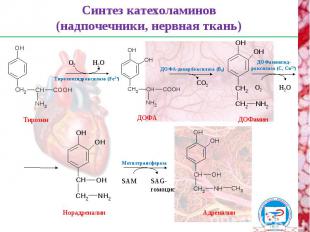 Тирозингидроксилаза (Fe2+) ДОФА ДОФамин Адреналин Норадреналин Тирозин Синтез ка
