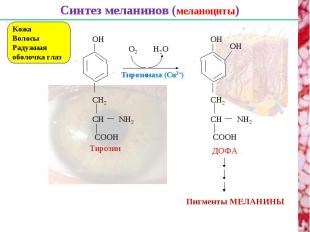 Синтез меланинов (меланоциты) Кожа Волосы Радужная оболочка глаз CH CH2 NH2 CООH