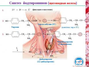 Синтез йодтиронинов (щитовидная железа) НО СН2 СН СООН NН2 Тиреоглобулин (ТГ) 2.