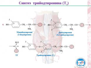 Синтез трийодтиронина (Т3) НО СН2 СН СО NН2 J НО СН2 СН СО NН2 J J Монойодтирози