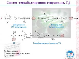 Синтез тетрайодтиронина (тироксина, Т4) НО СН2 СН СО NН2 J J Дийодтирозин (3,5-д