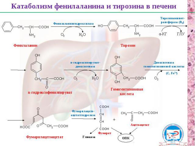 Фенилаланин Тирозин n-гидроксифенилпируват Гомогентизиновая кислота Фумарилацетоацетат Фумарат Ацетоацетат Катаболизм фенилаланина и тирозина в печени О2 Н2О Фенилаланингидроксилаза α-КГ ГЛУ Тирозинаминот- рансфераза (В6) О2 Н2О Фумарилацето- ацетат…