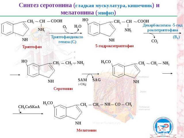 Синтез серотонина (гладкая мускулатура, кишечник) и мелатонина (эпифиз) Триптофан NН СН2 СН СООН NН2 О2 Н2О NН СН2 СН СООН NН2 НО 5-гидрокситриптофан СО2 Декарбоксилаза -5-гид рокситриптофана NН СН2 СН2 NН2 НО SAM(-CH3) NН СН2 СН2 NН2 Н3СО Серотонин…