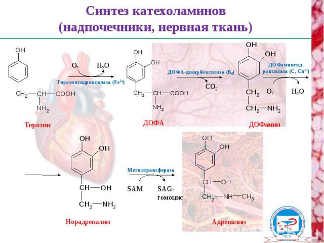 Тирозингидроксилаза (Fe2+) ДОФА ДОФамин Адреналин Норадреналин Тирозин Синтез катехоламинов (надпочечники, нервная ткань) О2 Н2О ДОФА-декарбоксилаза (В6) СО2 ДОФамингид- роксилаза (С, Сu2+) О2 Н2О Метилтрансфераза SAM SAG-гомоцис