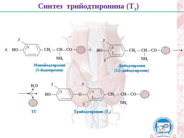 Синтез трийодтиронина (Т3) НО СН2 СН СО NН2 J НО СН2 СН СО NН2 J J Монойодтирозин (3-йодтирозин) Дийодтирозин (3,5-дийодтирозин) О СН2 СН СО NН2 J J НО J Н2О ТГ 4. Трийодтиронин (Т3) 3 3 5 3 5 3