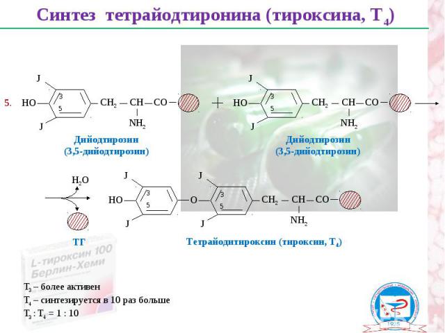 Синтез тетрайодтиронина (тироксина, Т4) НО СН2 СН СО NН2 J J Дийодтирозин (3,5-дийодтирозин) 3 5 НО СН2 СН СО NН2 J J Дийодтирозин (3,5-дийодтирозин) 3 5 О СН2 СН СО NН2 J J J НО J Тетрайодитироксин (тироксин, Т4) 5. 3 5 3 5 Т3 – более активен Т4 – …
