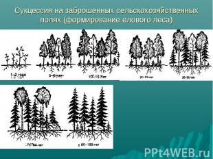 Сукцессия на заброшенных сельскохозяйственных полях (формирование елового леса)