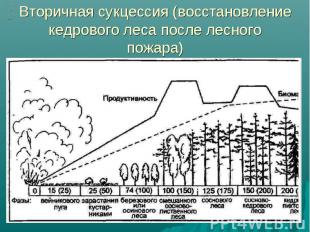 Вторичная сукцессия (восстановление кедрового леса после лесного пожара)