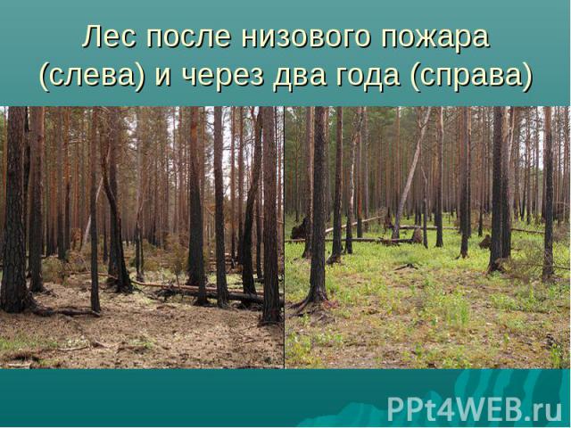 Лес после низового пожара (слева) и через два года (справа)