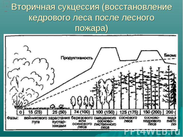 Вторичная сукцессия (восстановление кедрового леса после лесного пожара)