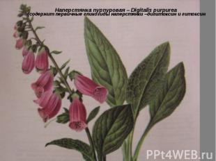 Наперстянка пурпуровая – Digitalis purpurea (содержит первичные гликозиды наперс
