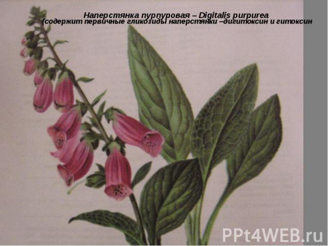 Наперстянка пурпуровая – Digitalis purpurea (содержит первичные гликозиды наперстянки –дигитоксин и гитоксин